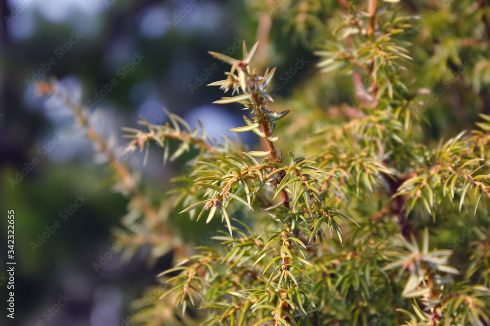 Green Juniper branches on a blurry background close-up. Green Juniper branches on a blurry background close-up.