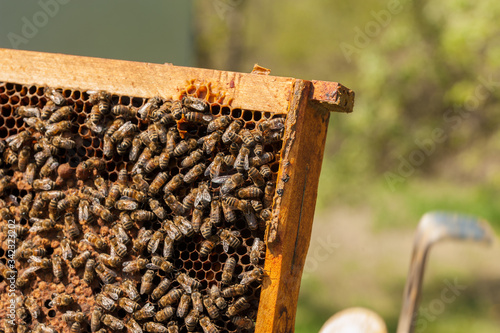 Close up of flying bees. Wooden beehive and bees.Insect