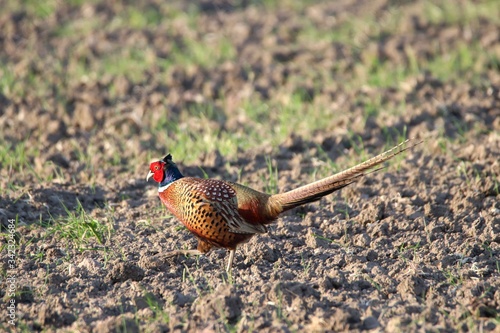 Wallpaper Mural Fasan in freier Natur Torontodigital.ca