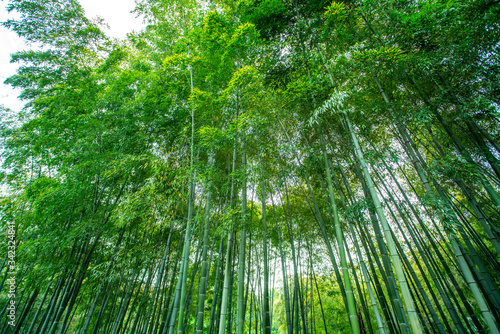 Sunshine and green bamboo forest