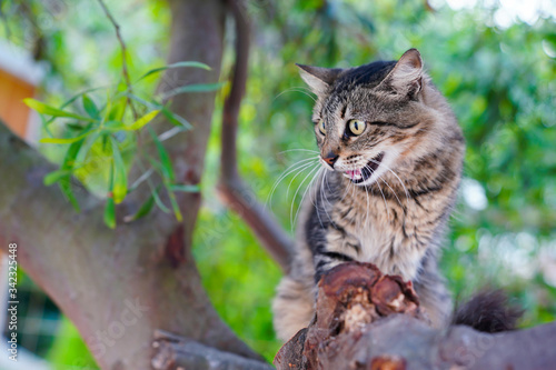 Tabby cat hissing on a tree