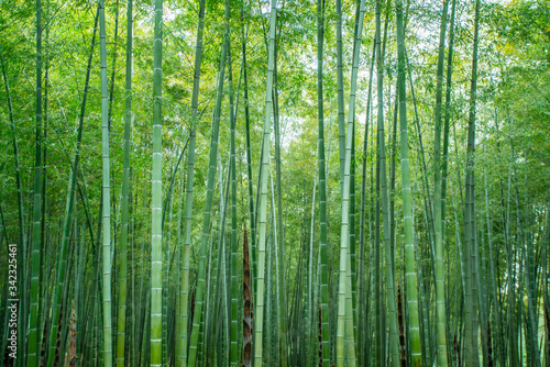 Sunshine and green bamboo forest © 昊 周