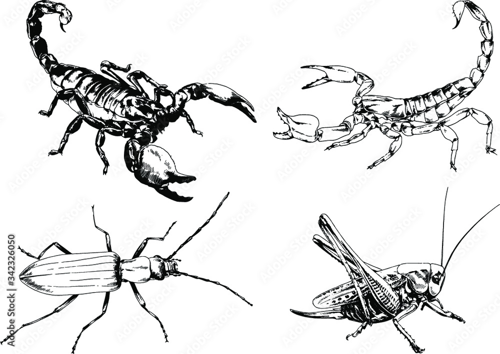 vector drawings sketches different insects bugs Scorpions spiders drawn ...