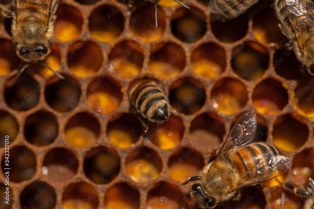 Close up of flying bees. Wooden beehive and bees.Insect Close up of flying bees. Wooden beehive and bees.Insect