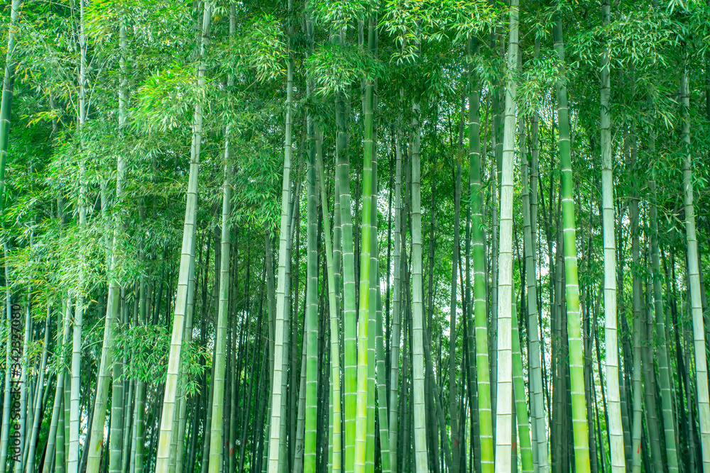 Fototapeta premium Background material of green bamboo forest