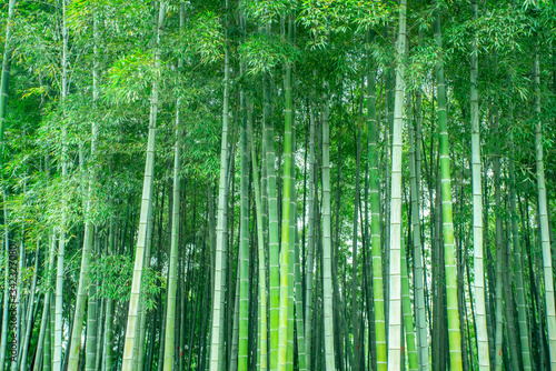 Fototapeta Naklejka Na Ścianę i Meble -  Background material of green bamboo forest