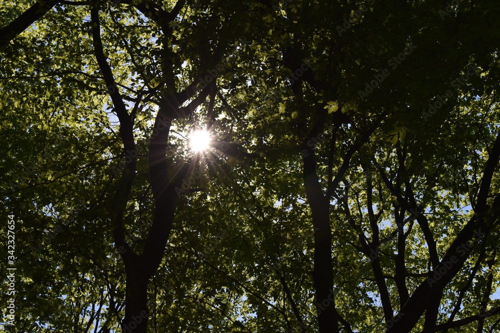 Obraz premium sun through trees