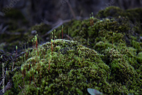 Miniature hills covered with moss