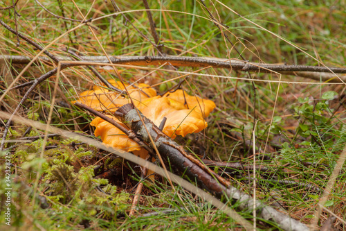 A mushroom grown up inside a forest in Dolomites (Italy)