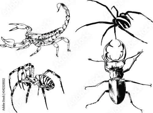 vector drawings sketches different insects bugs Scorpions spiders drawn in ink by hand , objects with no background