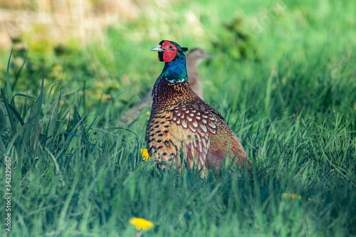 Fasan in freier Natur