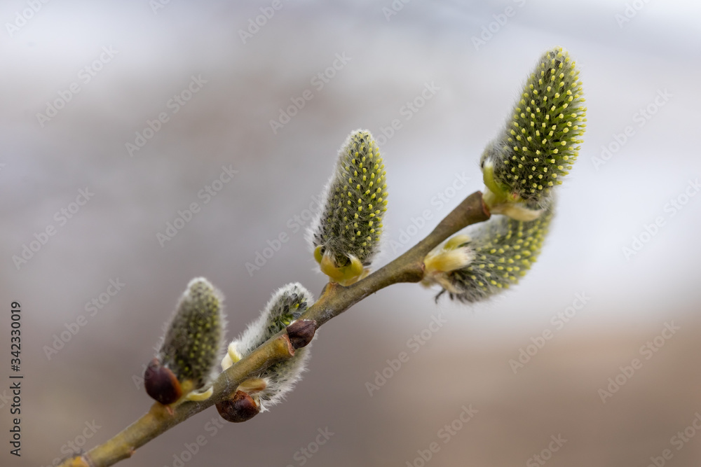 Pussy Willows or Catkins of Willows, also called sallows and osiers, genus Salix Pussy Willows or Catkins of Willows, also called sallows and osiers, genus Salix