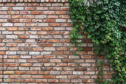 Background: Colorful old brick wall with climbing plant Virginia creeper (Parthenocíssus quinquefolia). © Maxim Kukurund