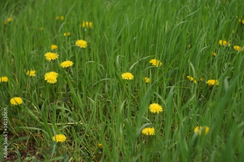 Many yellow dandelion flowers growing in a spring garden.