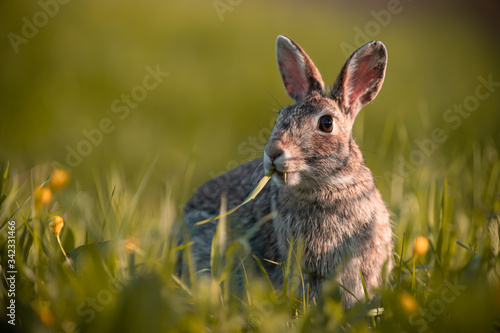 Wild rabbit in the grass, close up with the sunset light.