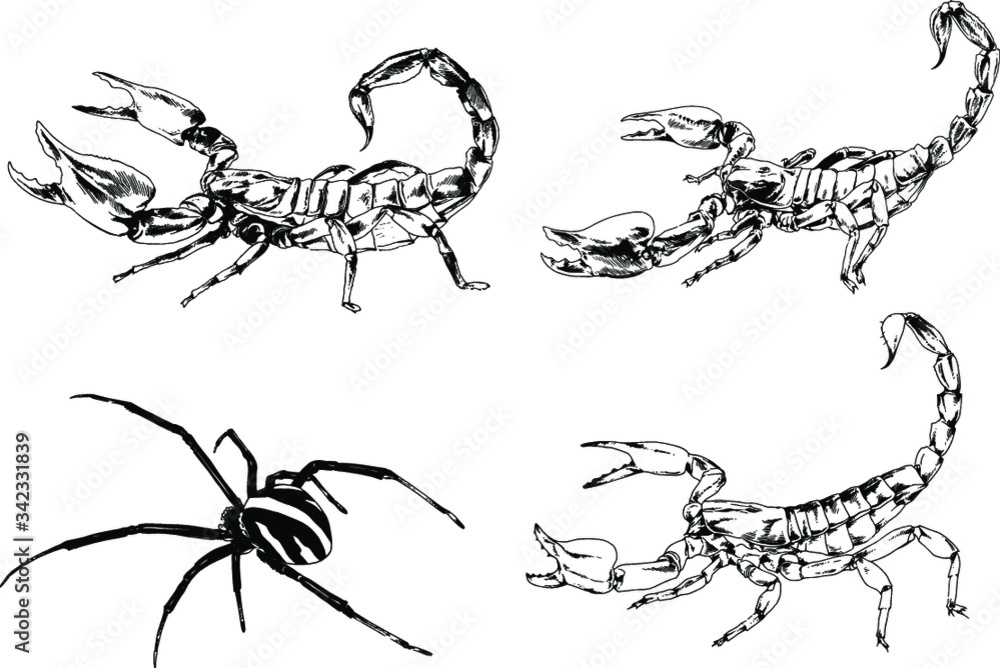 Fototapeta premium vector drawings sketches different insects bugs Scorpions spiders drawn in ink by hand , objects with no background