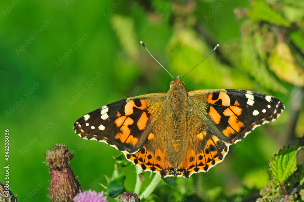 cynthia vanessa painted lady butterfly on thistles in wild meadow cynthia vanessa painted lady butterfly on thistles in wild meadow