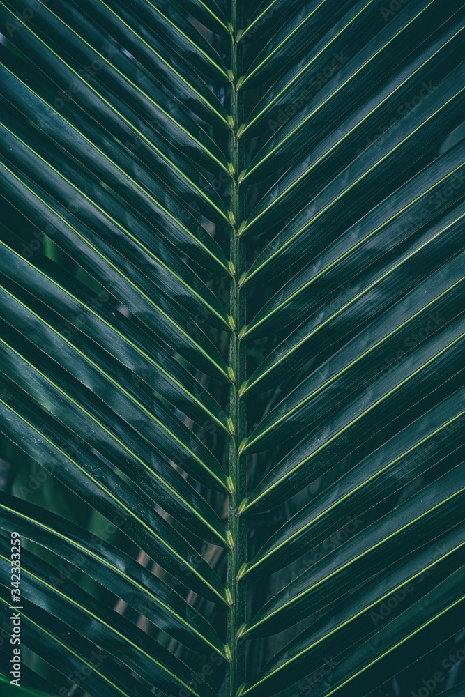 Close up Coconut Leaf Texture Background. Close up Coconut Leaf Texture Background.