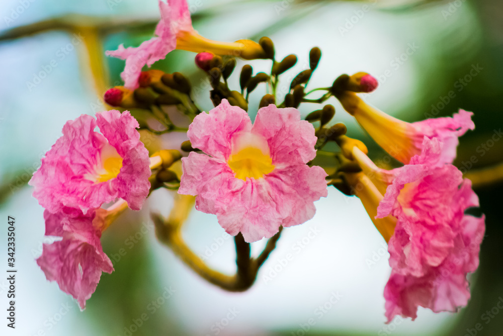 Obraz premium pink cherry blossom