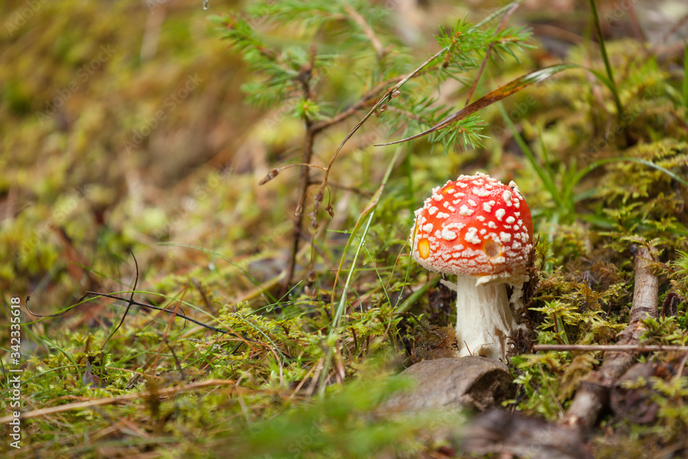 Young Amanita Muscaria grown up inside a forest in Dolomites (Italy) Young Amanita Muscaria grown up inside a forest in Dolomites (Italy)