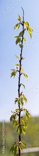 Young tree growing in spring time