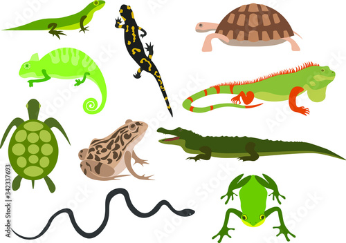 Billede på lærred Сollection of amphibious animals- vector illustration.