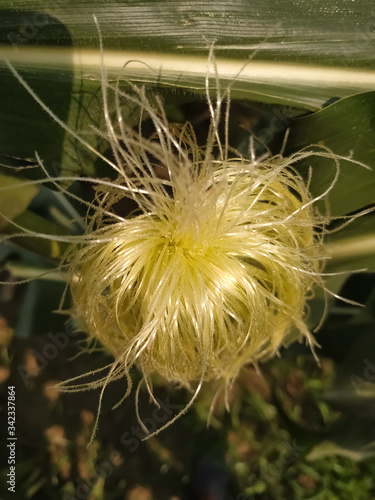  Close up of dandelion green and natural and Corn red and yellow flower beautiful