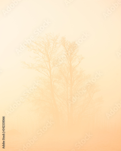 Tree in mist at sunrise, Sweden. © Mikael