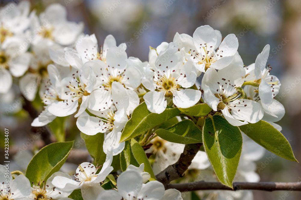bee on a flowering pear bee on a flowering pear
