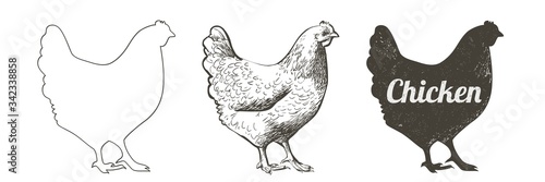 Canvastavla chicken, hen bird