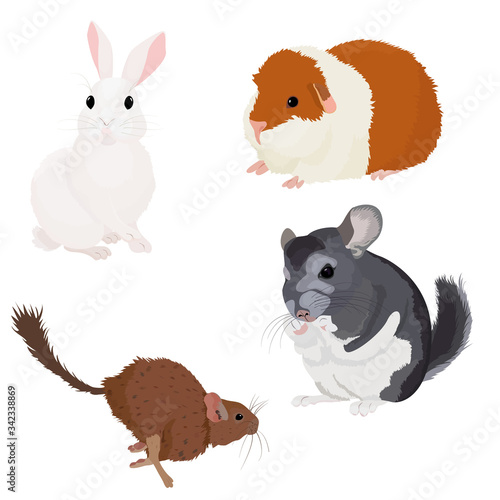 Cute rodents pet set isolated on white