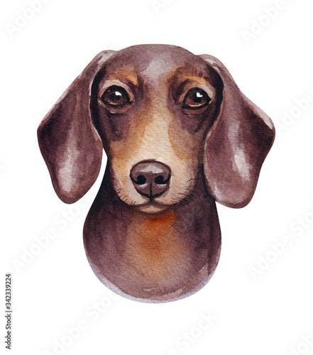 Watercolor illustration of a funny dog. Popular dog breed. Sausage Dog. Dachshund. Hand made character isolated on white