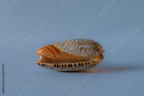 Olive Shell. Orange-Mouthed Olive Shell. Olivia Sericea Roding. photo