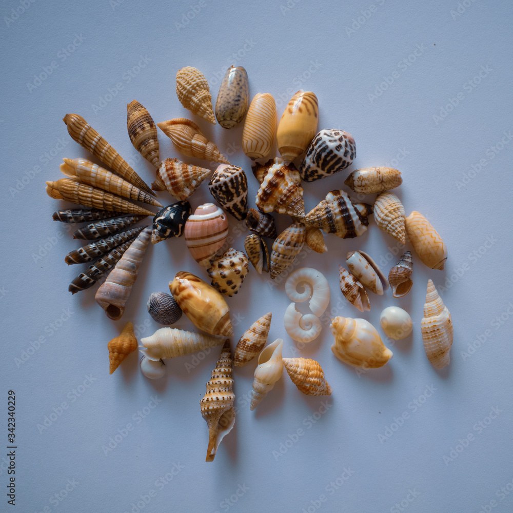 Obraz premium Small Pacific Seashells