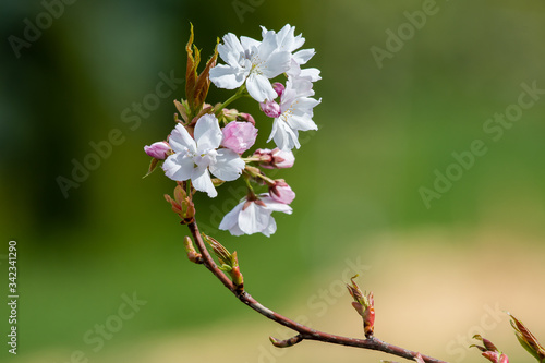 Apple blossom close-up. Shallow depth of field grey