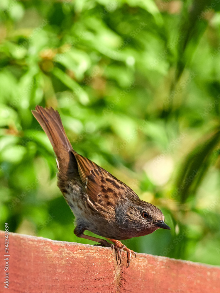 A Dunnock (Prunella modularis) perched on a garden fence in the early morning light. A Dunnock (Prunella modularis) perched on a garden fence in the early morning light.