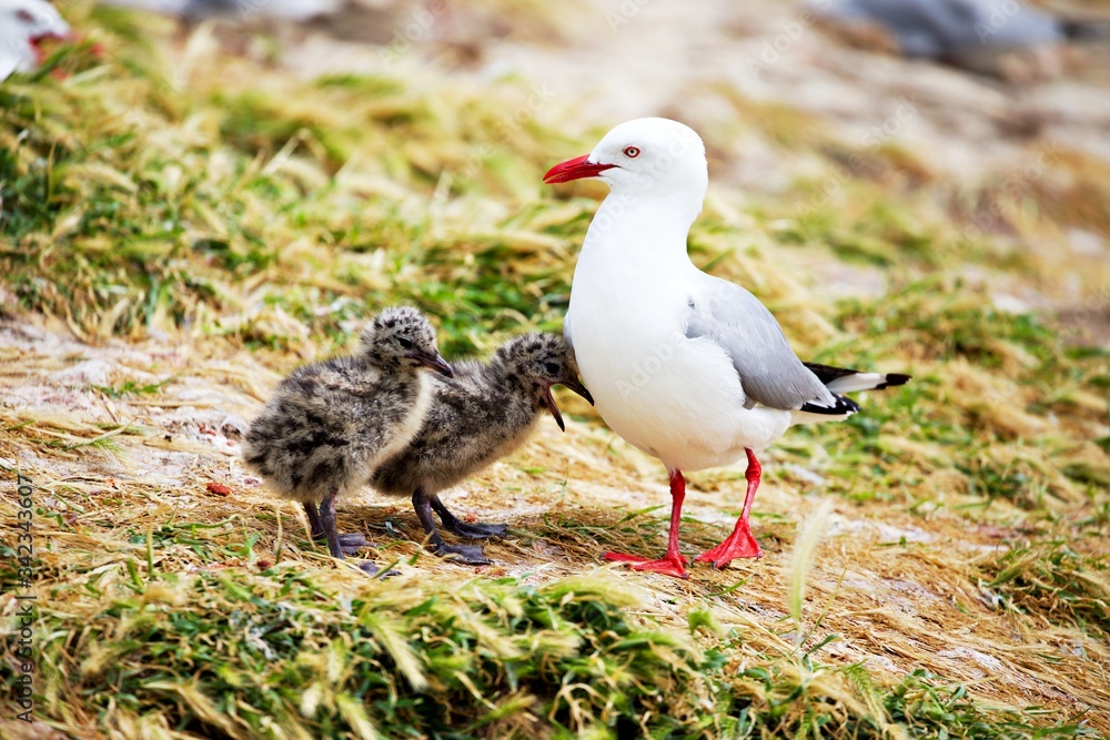 Möwe und Küken Möwe und Küken