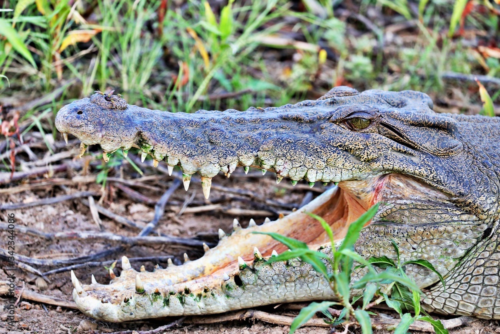 Obraz premium Salzwasserkrokodil