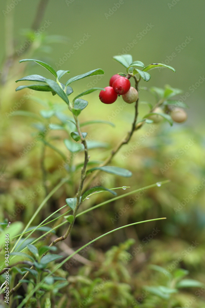red ripe lingonberries in forest