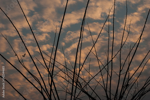 The shadow of the branches in the evening sky