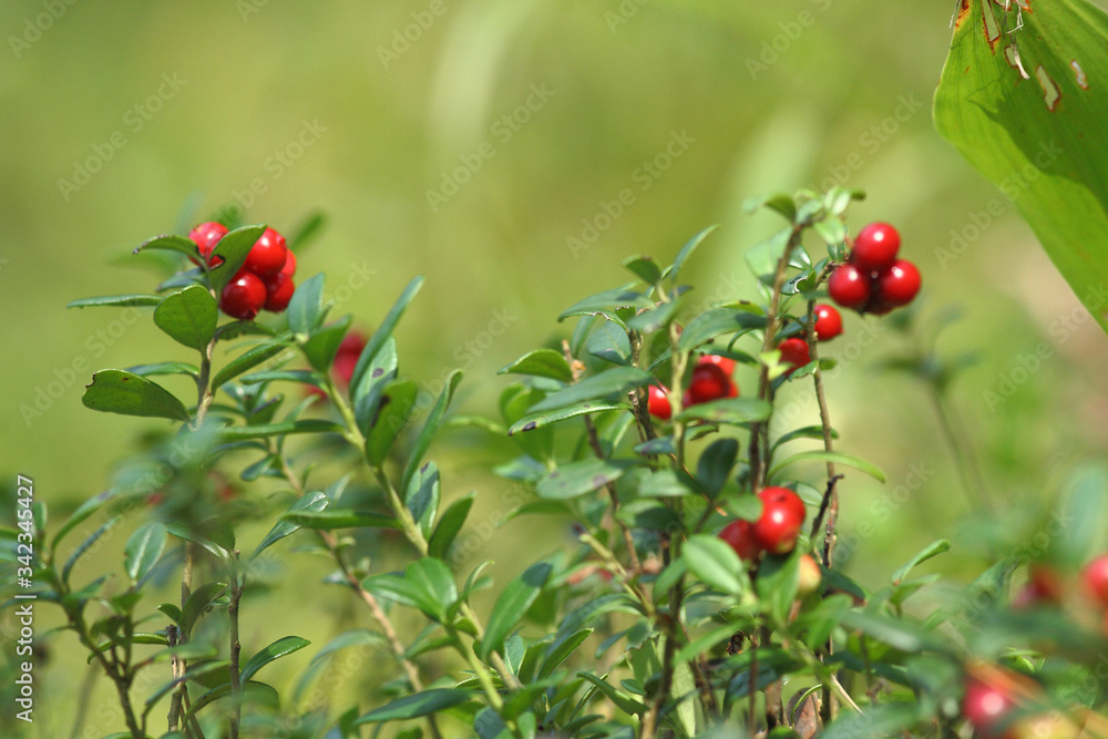 red ripe lingonberries in forest