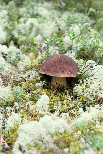 porcini mushroom grows in the wild forest