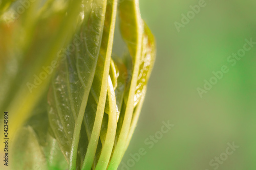 close up of green leaf plant with green background