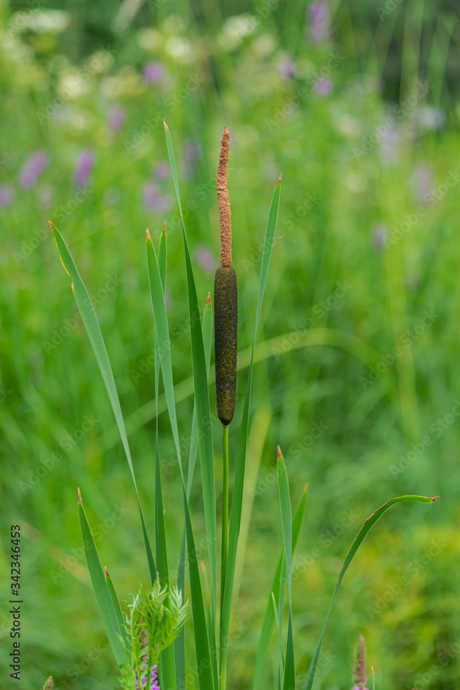 bulrush, typha plant with green vegetation background