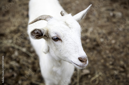 Sheep in farm © celiafoto