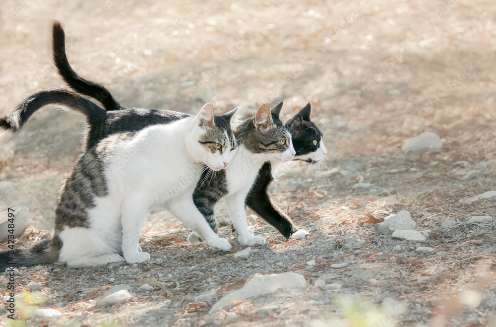 Three bicolor cats standing close together, friendly kitties want to walk abreast on a Greek island, Aegean, Greece
Three bicolor cats standing close together, friendly kitties want to walk abreast on a Greek island, Aegean, Greece