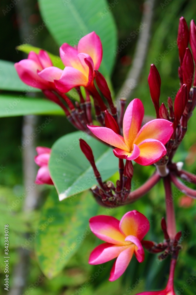 Orchidee Pflanze Pink 