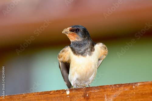 Spatz Naheaufnahme Vogel 