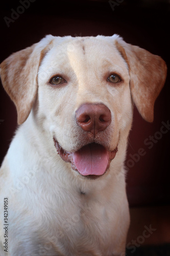 portrait of a labrador retriever