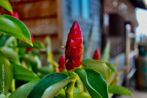 Rote Blume aus Thailand 